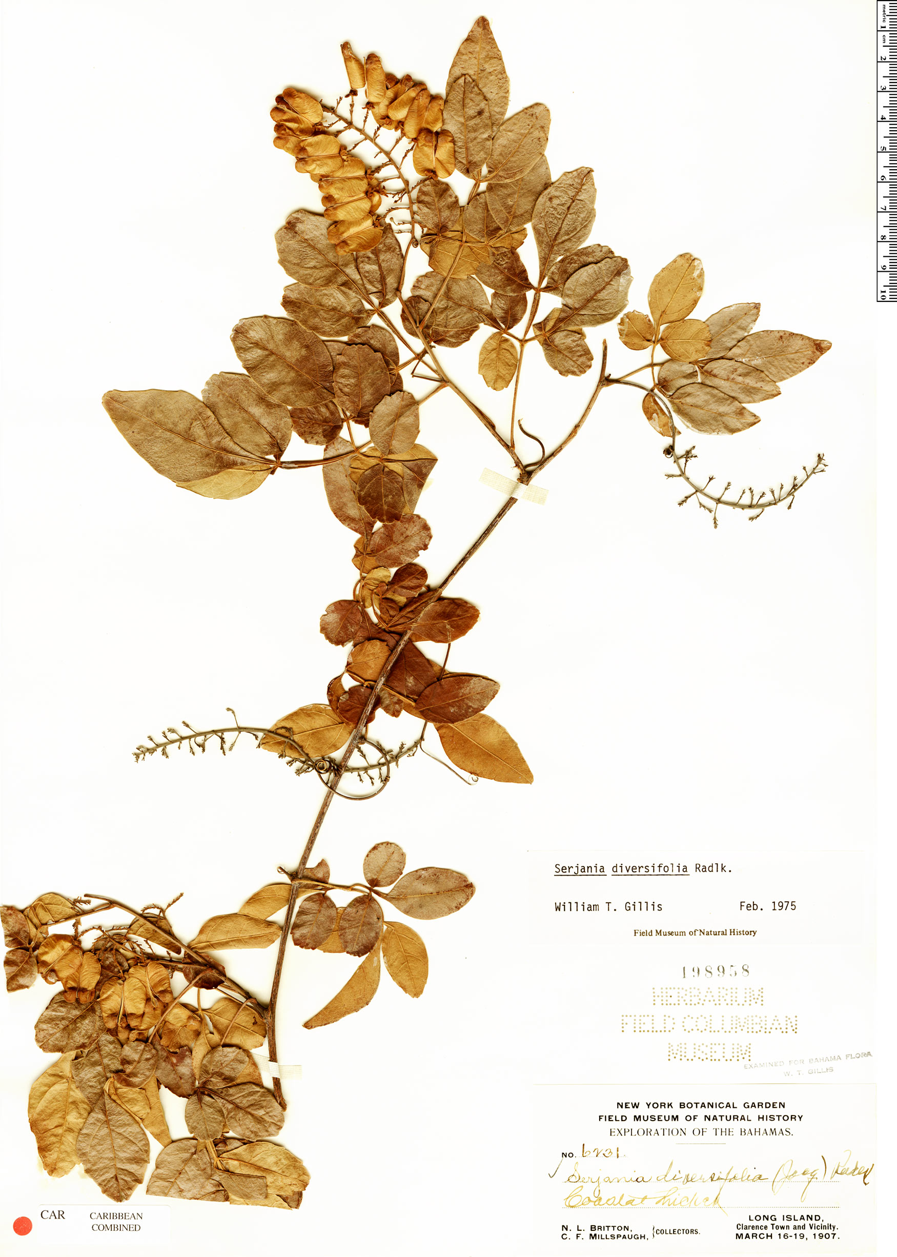 Serjania diversifolia image