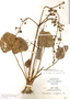 Echinodorus berteroi (Spreng.) Fassett, GUADELOUPE, A. Duss 3652, F