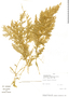 Selaginella conduplicata Spring, Peru, H. Murphy 154, F