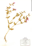 Cuphea procumbens, Mexico, C. G. Pringle 4265, F