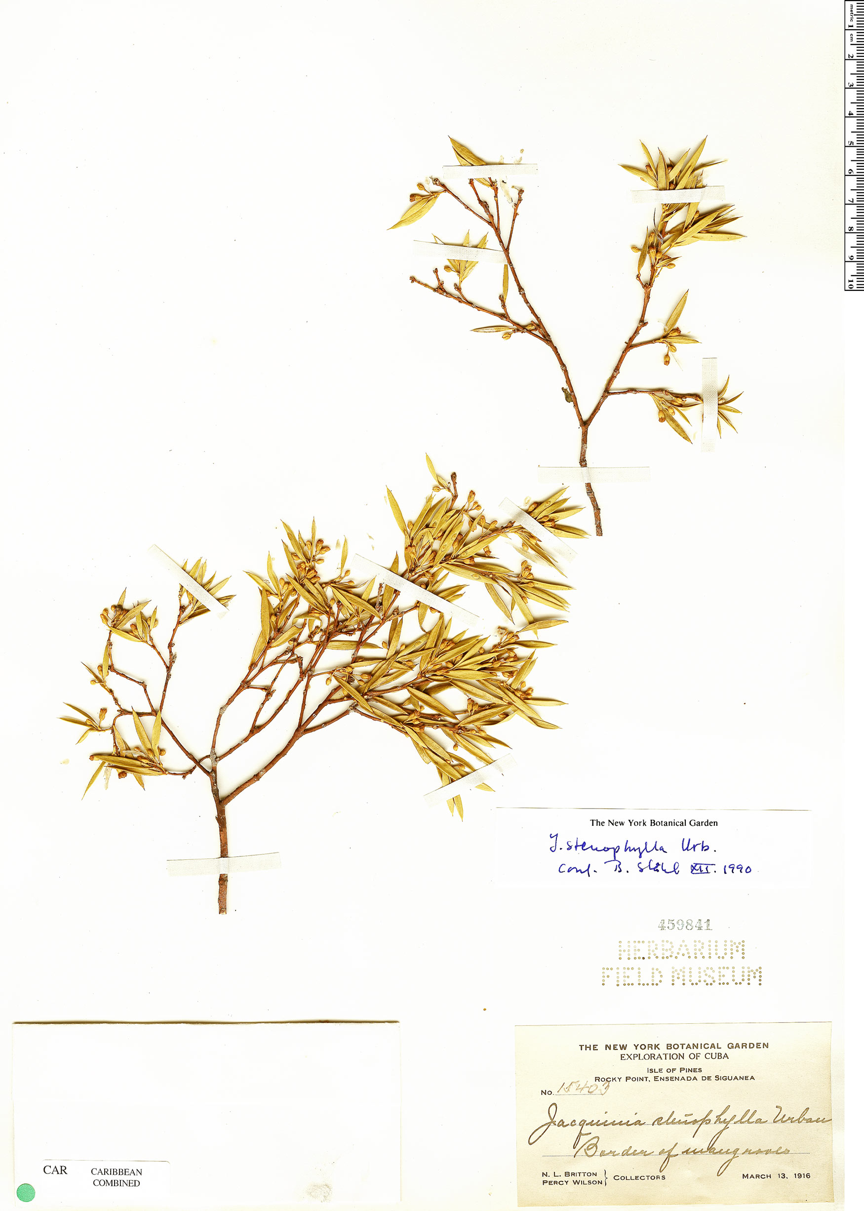 Bonellia stenophylla image