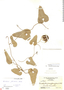 Aristolochia glandulosa J. Kickx f., CUBA, N. L. Britton 15297, F