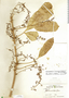 Forchhammeria trifoliata subsp. trifoliata, Mexico, G. F. Gaumer 23634, F