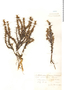 Tetraglochin cristatum, Bolivia, O. Buchtien 549, F
