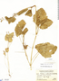 Erodium malacoides (L.) Willd., Peru, J. F. Macbride 124, F