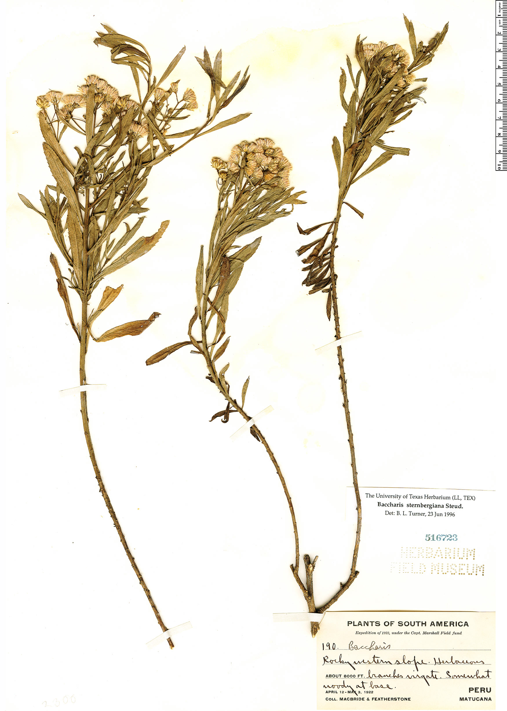 Baccharis sternbergiana | Rapid Reference | The Field Museum