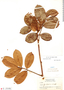 Rourea frutescens Aubl., Guyana, J. S. de la Cruz 3978, F