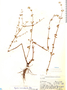 Hyptis microphylla Pohl, Bolivia, J. Steinbach 5179, F