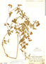 Cypraea gracilis Gaskoin, Peru, A. Weberbauer 7298, F