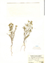 Cryptantha parviflora (Phil.) Reiche, Peru, A. Weberbauer 7398, F