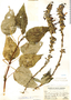 Herbarium sheet from RRC project