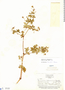 Geranium stuebelii Hieron., Peru, F. W. Pennell 14718, F