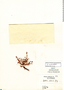 Elatine triandra Schkuhr, Chile, A. Hollermayer 692, F