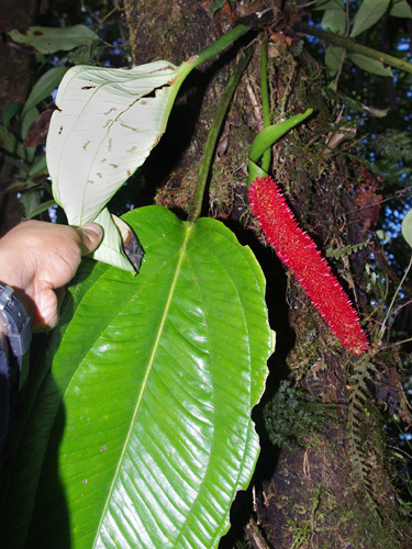 Anthurium | Live Plant Photos | The Field Museum