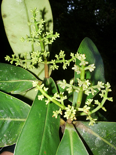 Clusia spathulifolia | Live Plant Photos | The Field Museum