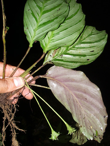 elefantenfuß licht Elefantenfuß 80–100 cm – Beaucarnea recurvata main image 0