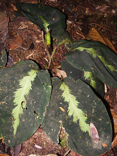 Search Results : Calathea | Live Plant Photos | The Field Museum