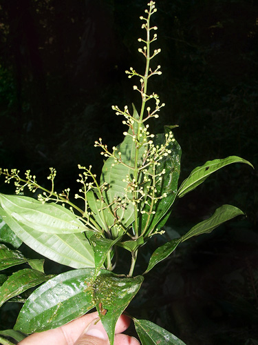 Miconia | Live Plant Photos | The Field Museum