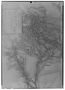 Field Museum photo negatives collection; Genève specimen of Atriplex pamparum Griseb., ARGENTINA, G. H. E. W. Hieronymus 161, Type [status unknown], G
