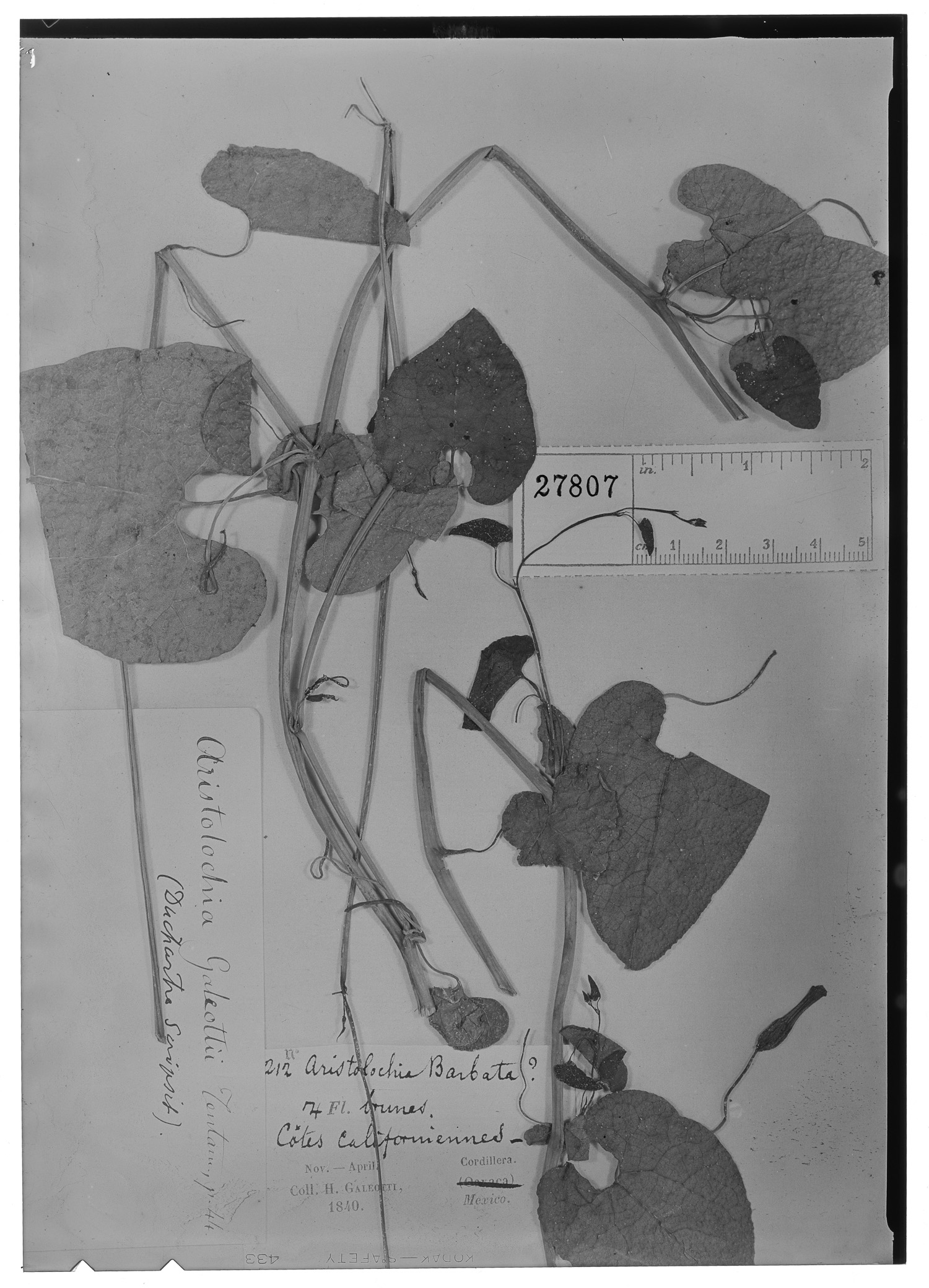 Aristolochia galeotti image