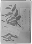 Field Museum photo negatives collection; Genève specimen of Aristolochia lingua Malme, ARGENTINA, R. E. Fries, Type [status unknown], G