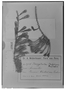 Field Museum photo negatives collection; Genève specimen of Phrygilanthus chodatianus Pacz., PERU, A. Weberbauer 2934, Type [status unknown], G