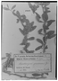 Field Museum photo negatives collection; Genève specimen of Acanthosyris spinescens Griseb., URUGUAY, P. G. Lorentz 1194, Type [status unknown], G