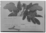Field Museum photo negatives collection; Genève specimen of Cassia arowana R. H. Schomb., GUYANA, Schomburgk, Type [status unknown], G