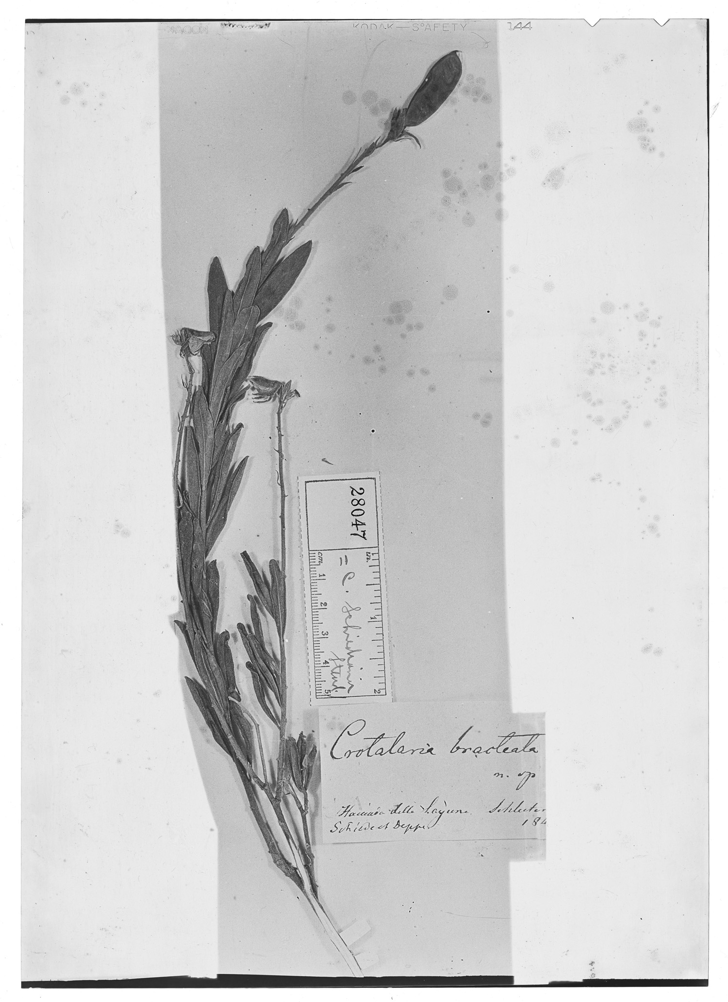 Crotalaria bracteata image