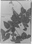 Field Museum photo negatives collection; Genève specimen of Etaballia guianensis Benth., GUYANA, Schomburgk, Type [status unknown], G