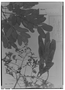 Field Museum photo negatives collection; Genève specimen of Hymenolobium petraeum Ducke, BRAZIL, A. Ducke, Type [status unknown], G