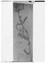 Field Museum photo negatives collection; Genève specimen of Indigofera pascuorum Benth., BRITISH GUIANA [Guyana], Schomburgk 96, Holotype, G