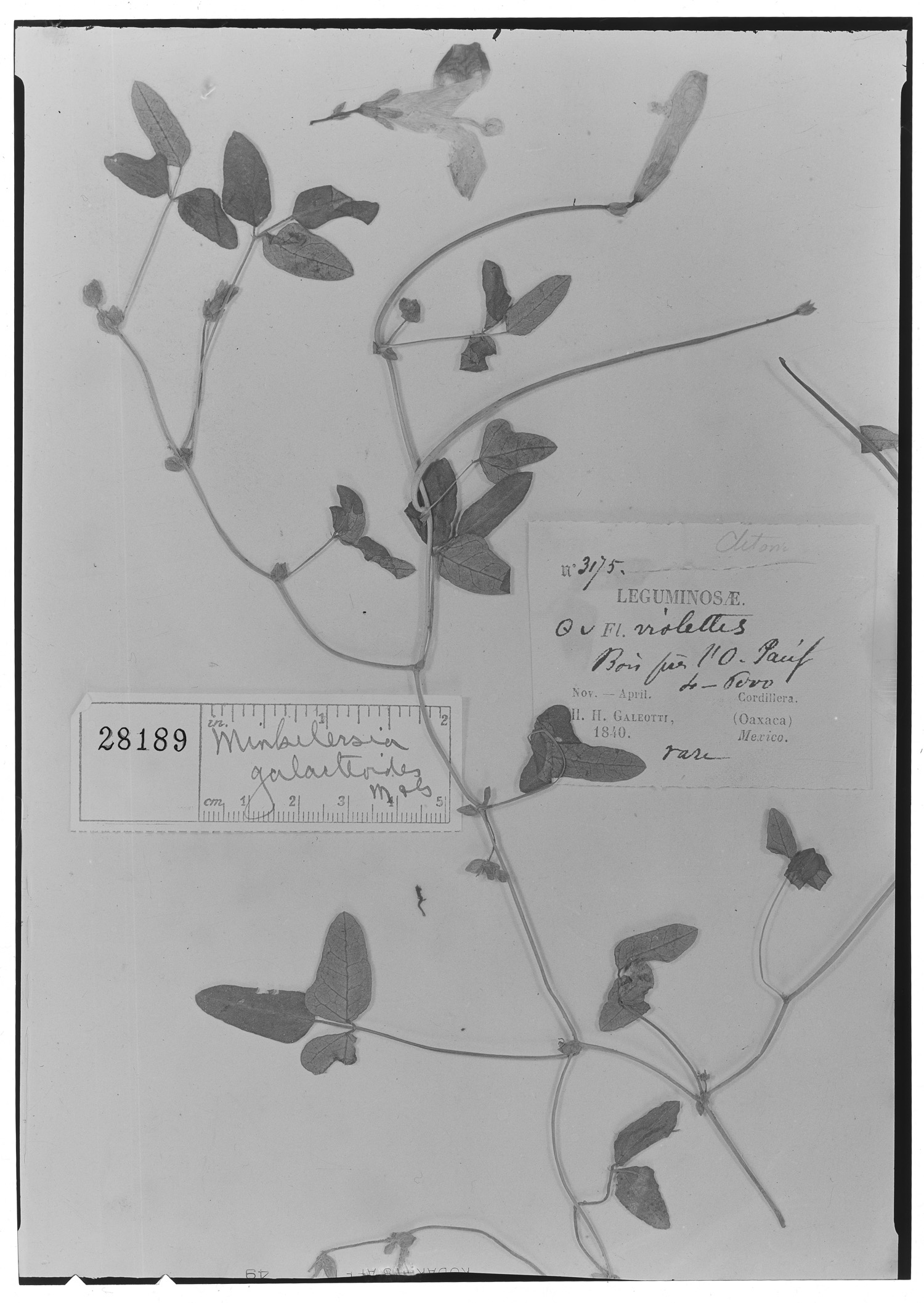 Phaseolus pauciflorus image