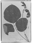 Field Museum photo negatives collection; Genève specimen of Mucuna elliptica (Ruíz & Pav.) DC., PERU, H. Ruíz L., Type [status unknown], G