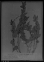 Field Museum photo negatives collection; Genève specimen of Rhynchosia diversifolia Micheli, PARAGUAY, B. Balansa 1508, Type [status unknown], G