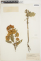 Celosia argentea L., BRAZIL, A. Gehrt 35070, F