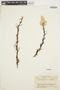 Celosia argentea L., COLOMBIA, A. E. Lawrence 235, F