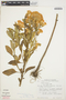 Celosia argentea L., ECUADOR, W. T. Vickers 1, F