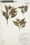 Celosia argentea L., ECUADOR, D. Irvine 1058, F