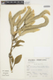 Celosia argentea L., Peru, S. Llatas Quiroz 3184, F