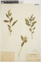 Celosia argentea L., PERU, Ll. Williams 1832, F