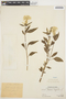 Celosia argentea L., PERU, Ll. Williams 3535, F
