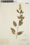 Celosia argentea L., PERU, Ll. Williams 1349, F