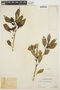 Celosia argentea L., PERU, Ll. Williams 7300, F