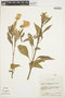 Celosia argentea L., PERU, C. H. Dodson 3032, F
