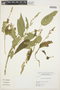 Chamissoa acuminata Mart., BRAZIL, T. M. Pedersen 15761, F
