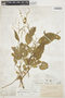 Chamissoa acuminata var. maximiliani (Moq.) Sohmer, BOLIVIA, H. H. Rusby 1507, F