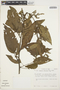 Chamissoa altissima (Jacq.) Kunth, PERU, T. C. Plowman 11556, F