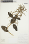 Chamissoa altissima (Jacq.) Kunth, ECUADOR, D. A. Neill 5936, F