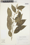 Chamissoa altissima (Jacq.) Kunth, Ecuador, G. W. Harling 18077, F